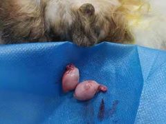 -荔康动物医院(康王北路店)