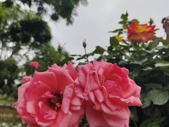 -香蜜公园