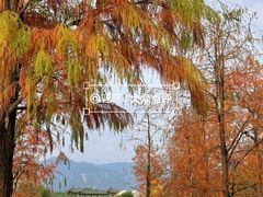 -飞来湖湿地公园