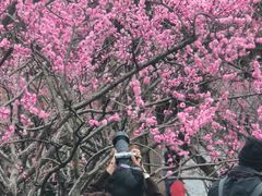 -无锡梅园公园