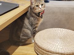 -啵啵喵·猫咖(攀华国际店)