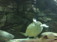 -悉尼海洋生物水族馆