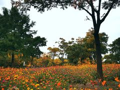 -上海滨江森林公园