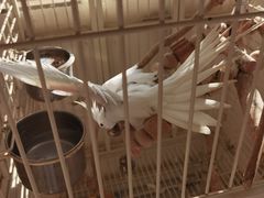 -深圳野生动物园宠物医院(西湖林语店)