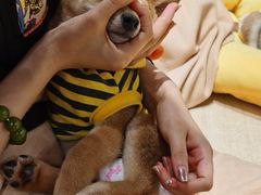-逗柴咖啡屋·狗咖猫咖宠物桌游