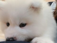-Let's go狗咖·猫咖·奶狗·桌游(春熙路IFS店)