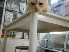 -瑞派动物医院·猫专科·至诚(江南中分院)