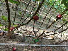 -武汉世外桃源农庄