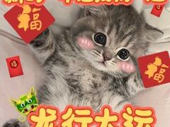 -金鼎轩(方庄店)