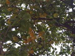 -瓦伦西亚大教堂