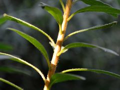 DSC_3422-广州锦绣香江度假别墅