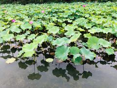-暨阳湖生态园