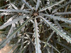-南山植物园
