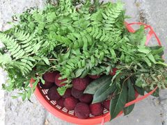 -西山樟坞健康果园枇杷杨梅采摘