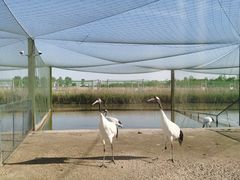 -盐城丹顶鹤湿地生态旅游区