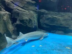 -石家庄海洋公园