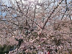 -桃花堤公园