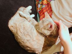 -more than meow吴止猫主题餐厅(承德 中船汇店)