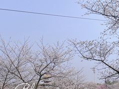 -东湖磨山景区樱花园-停车场