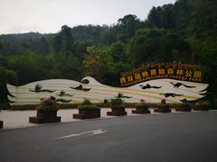 -西双版纳原始森林公园