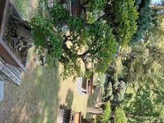 -盆景园(扬州大运河文化旅游度假区)