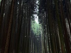 -武陵山森林公园