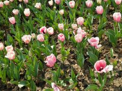 -瑶湖郊野森林公园