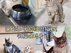 -十年猫舍·猫咪专门店(普陀店)