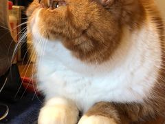 -东方名猫馆·英短金渐层布偶猫舍(环线广场1号楼店)