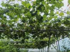 -美家乐农庄·露营·团建(大治路店)