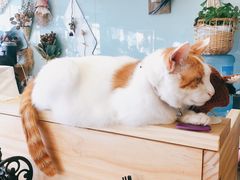 -平行世界·猫咖(首经贸店)