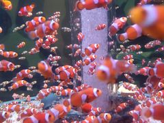 -海合安成都极地海洋公园