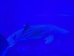 -烟台海昌鲸鲨海洋公园