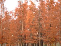 -白鹭湾湿地公园
