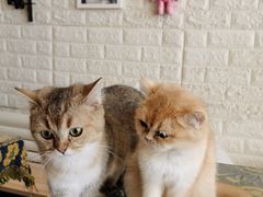 -平行世界·猫咖(首经贸店)