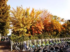 -黄村公园