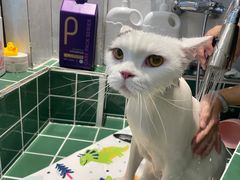 -山宅一喵德文卷毛猫舍
