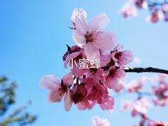 -顾村公园