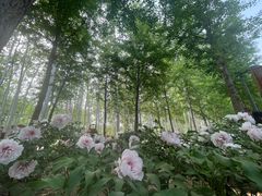 -仁和公园(顺义区)