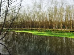 -桤木河湿地公园