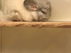 -龙猫仔乐园(惠福东路店)