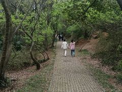 -苏州上方山国家森林公园