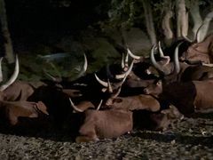 -清迈夜间动物园
