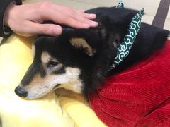 -逗柴咖啡屋·狗咖猫咖宠物桌游