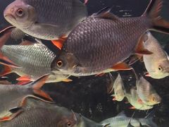 -太平洋海底世界