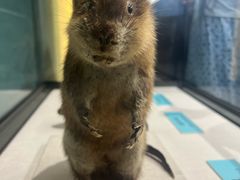 -国家自然博物馆