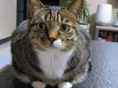 -天使宠物医院·犬猫分诊(彩虹店)