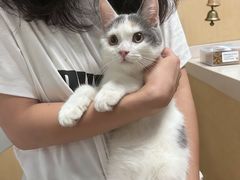 -宠颐生猫科·内科皮肤科(西平世纪城店)