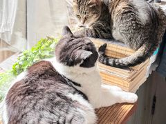 -海边的猫和咖啡馆