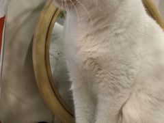 -有猫主题·治愈系猫咖(曾厝垵店)